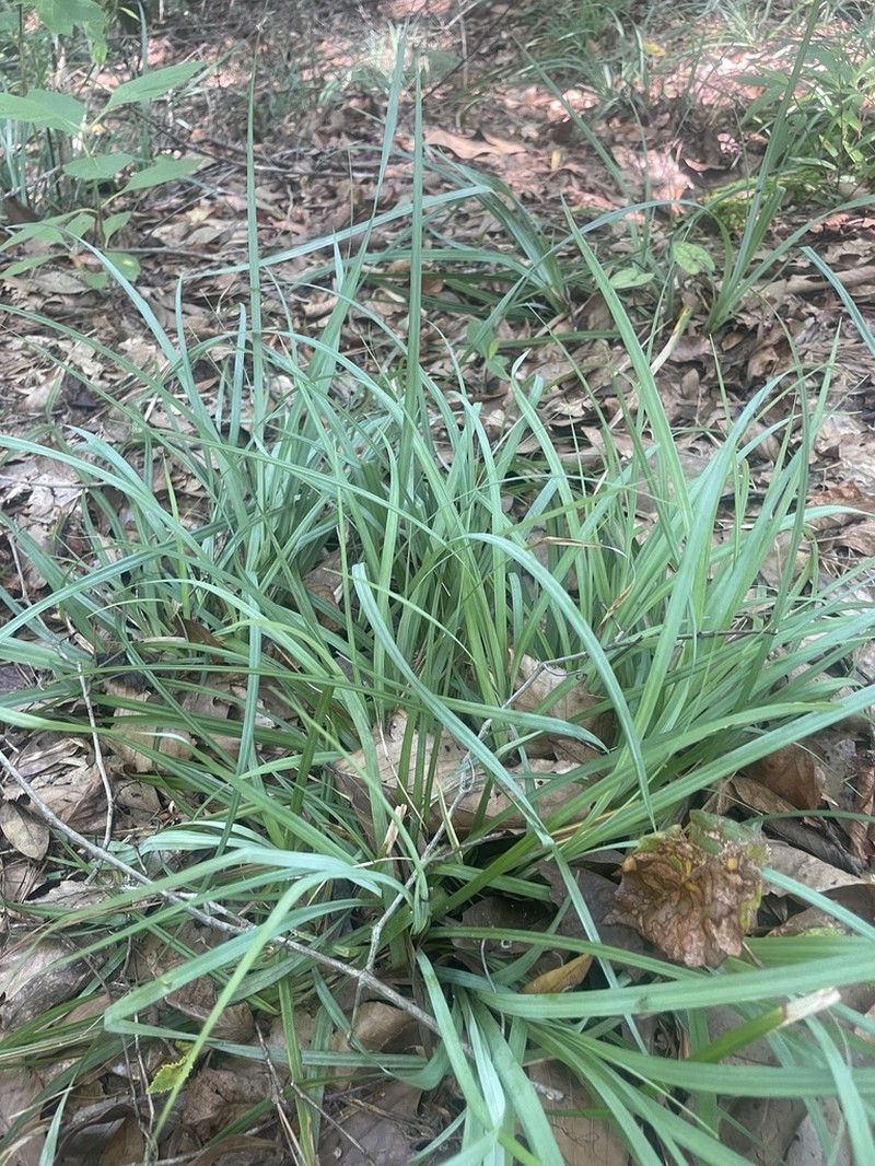 Baltzell's Sedge photo 2