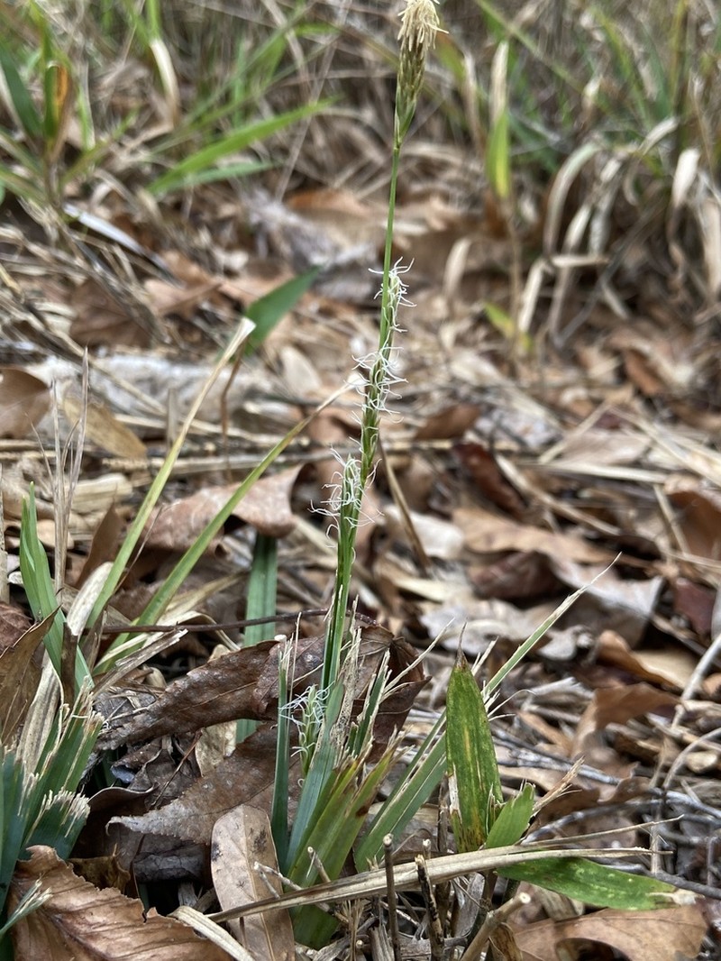 Baltzell's Sedge photo 3