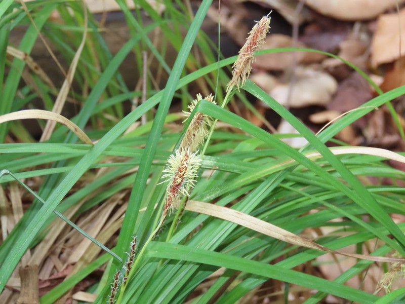 Baltzell's Sedge photo 4