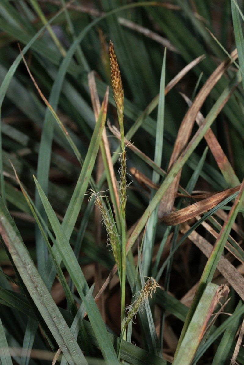 Baltzell's Sedge photo 5