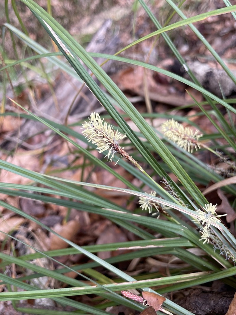 Baltzell's Sedge photo 6