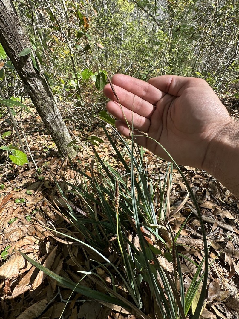 Baltzell's Sedge photo 7