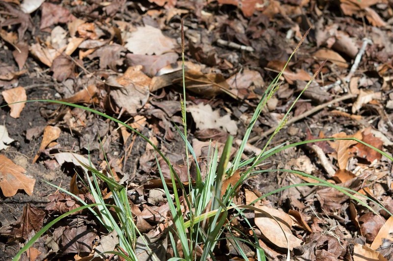 Baltzell's Sedge photo 8