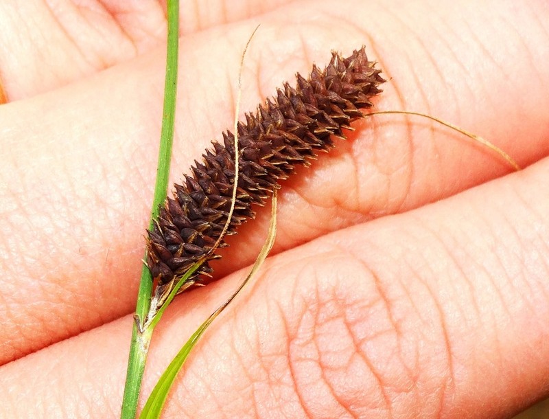 Santa Barbara Sedge