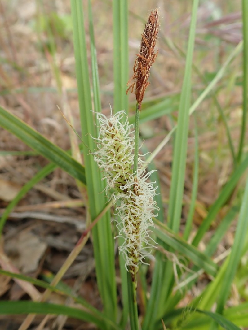 Santa Barbara Sedge photo 3