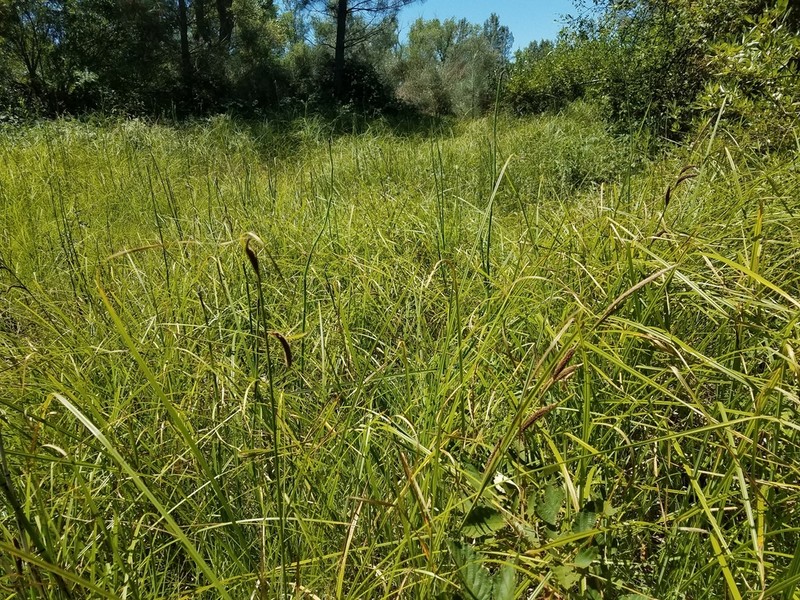 Santa Barbara Sedge photo 6