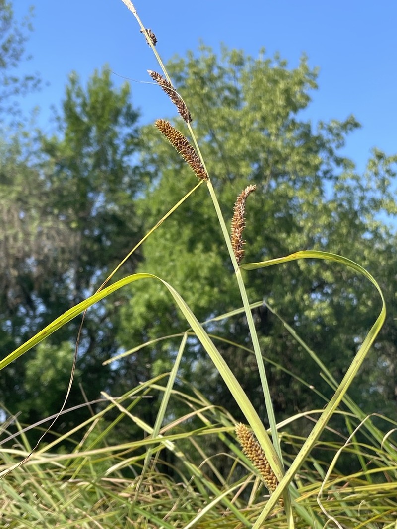 Santa Barbara Sedge photo 8