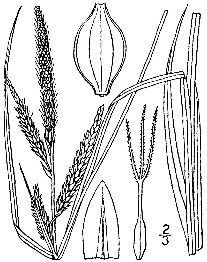 Barratt's Sedge
