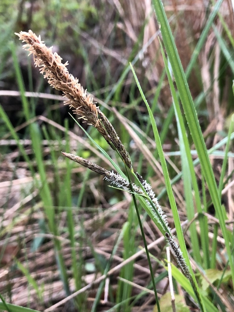 Barratt's Sedge photo 3