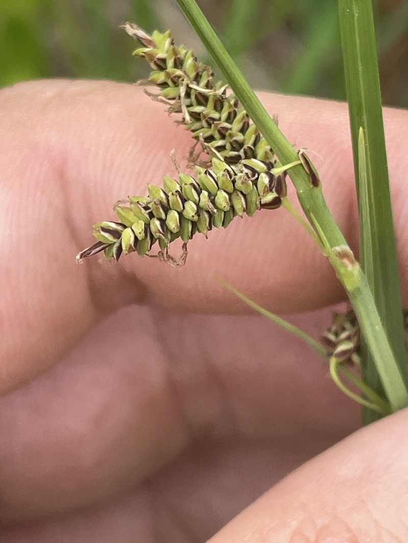 Barratt's Sedge photo 4