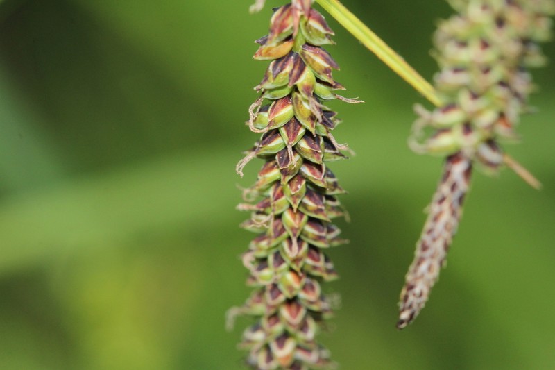 Barratt's Sedge photo 5