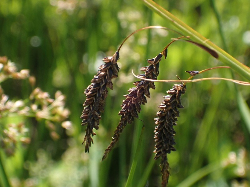 Barratt's Sedge photo 6