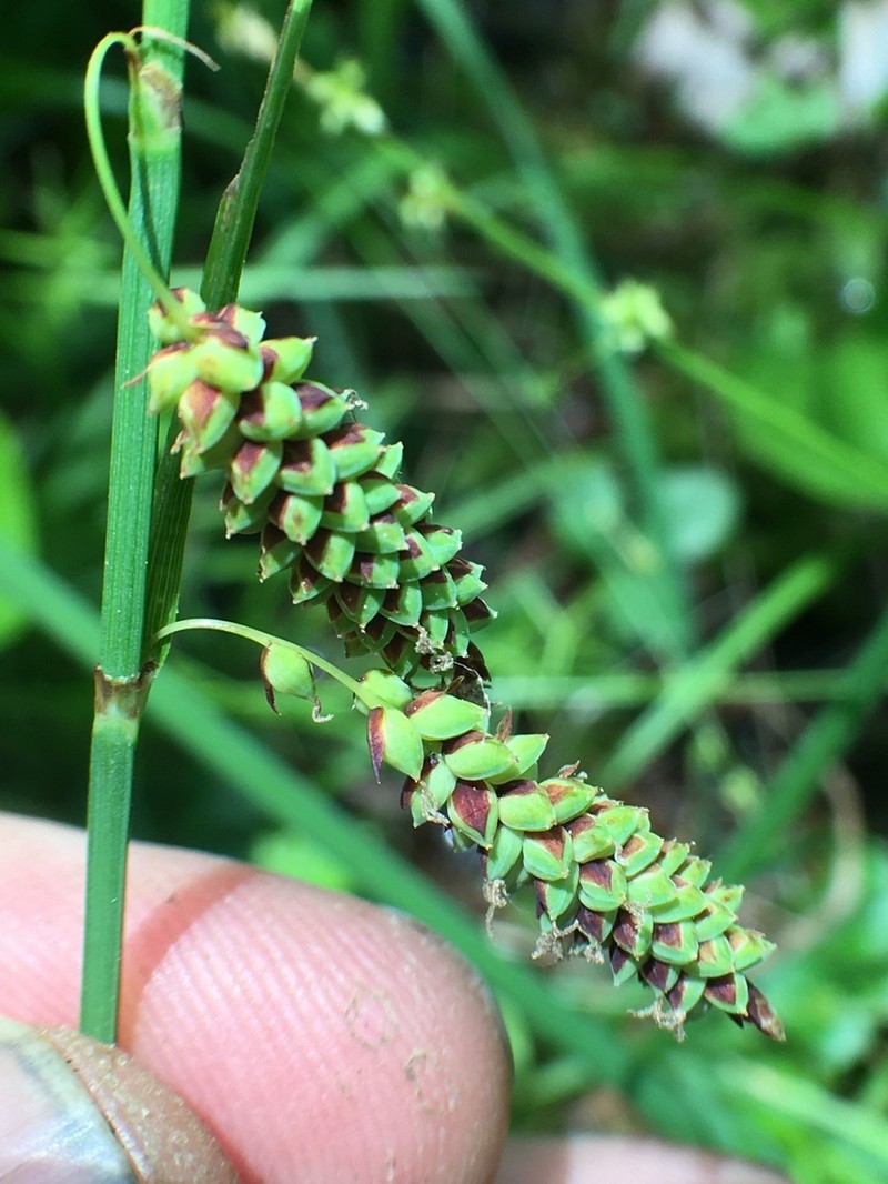 Barratt's Sedge photo 7