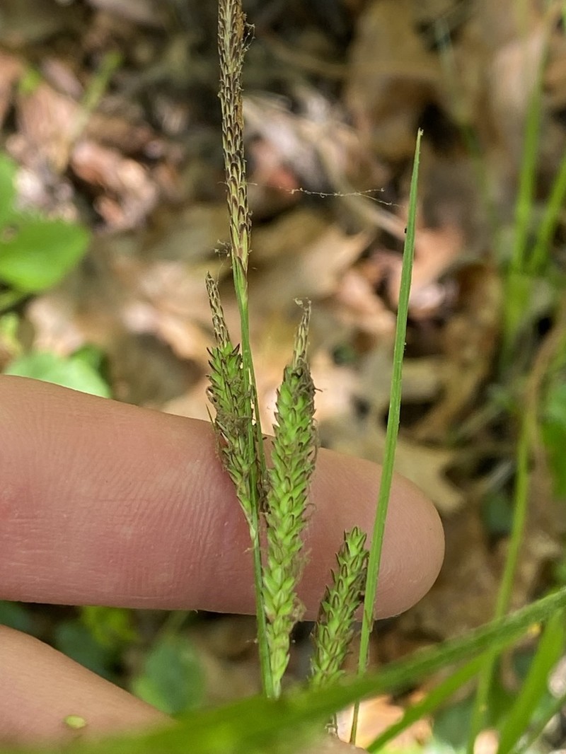 Barratt's Sedge photo 8