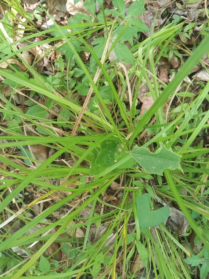 Willdenow's Sedge photo 2