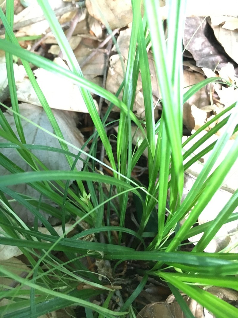 Willdenow's Sedge photo 3