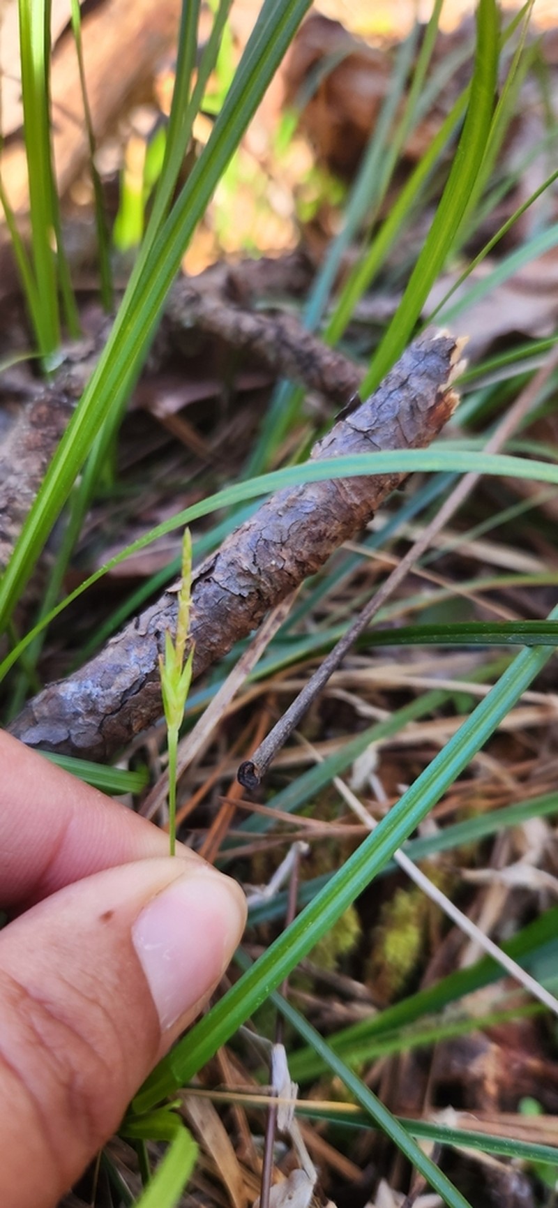 Willdenow's Sedge photo 4