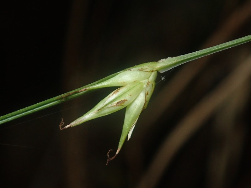 Willdenow's Sedge photo 5