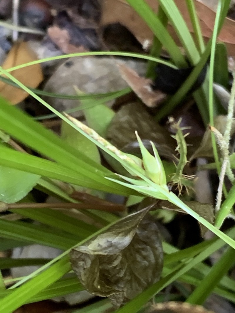 Willdenow's Sedge photo 6