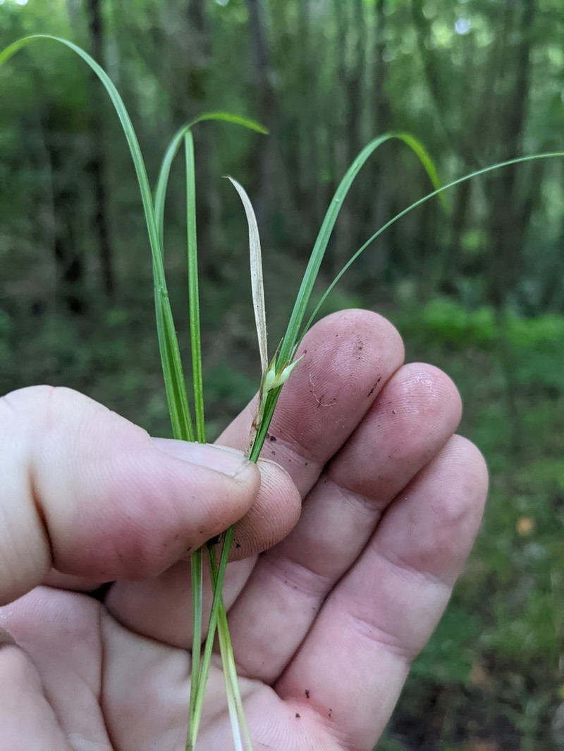 Willdenow's Sedge photo 7
