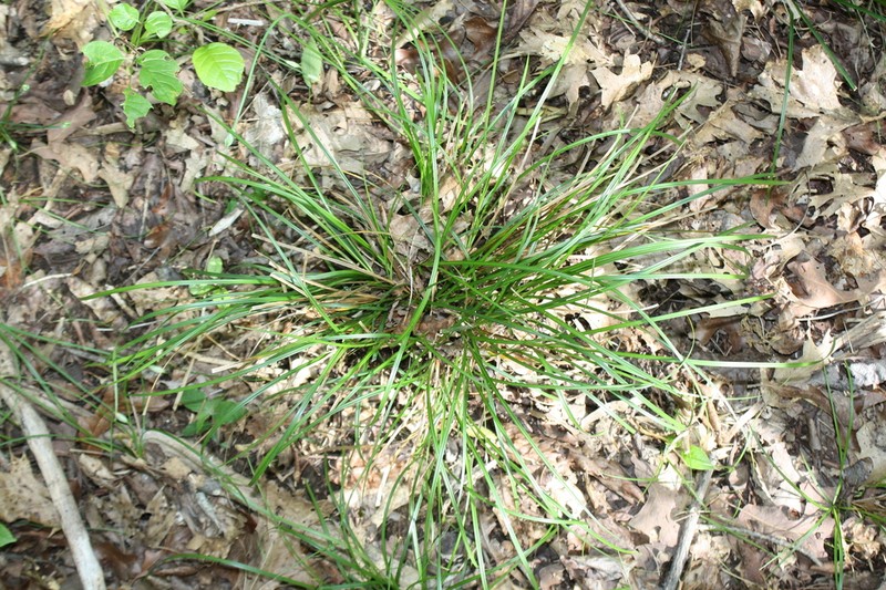 Willdenow's Sedge photo 8