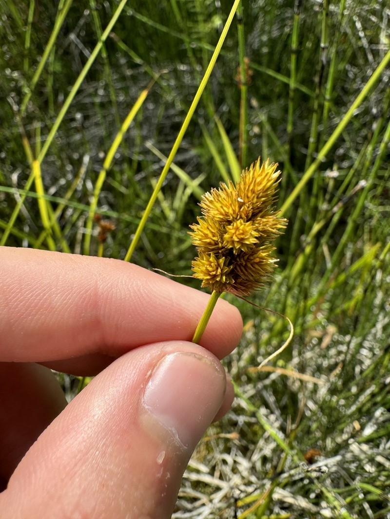 Bebb's Sedge photo 4