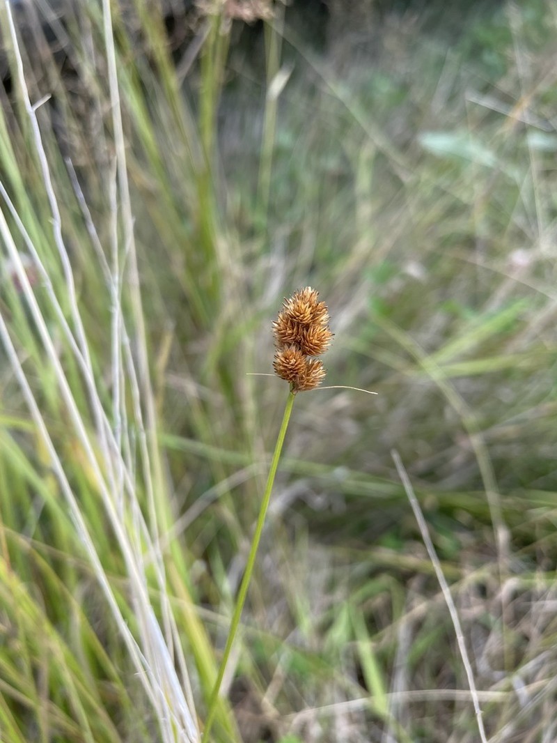 Bebb's Sedge photo 5