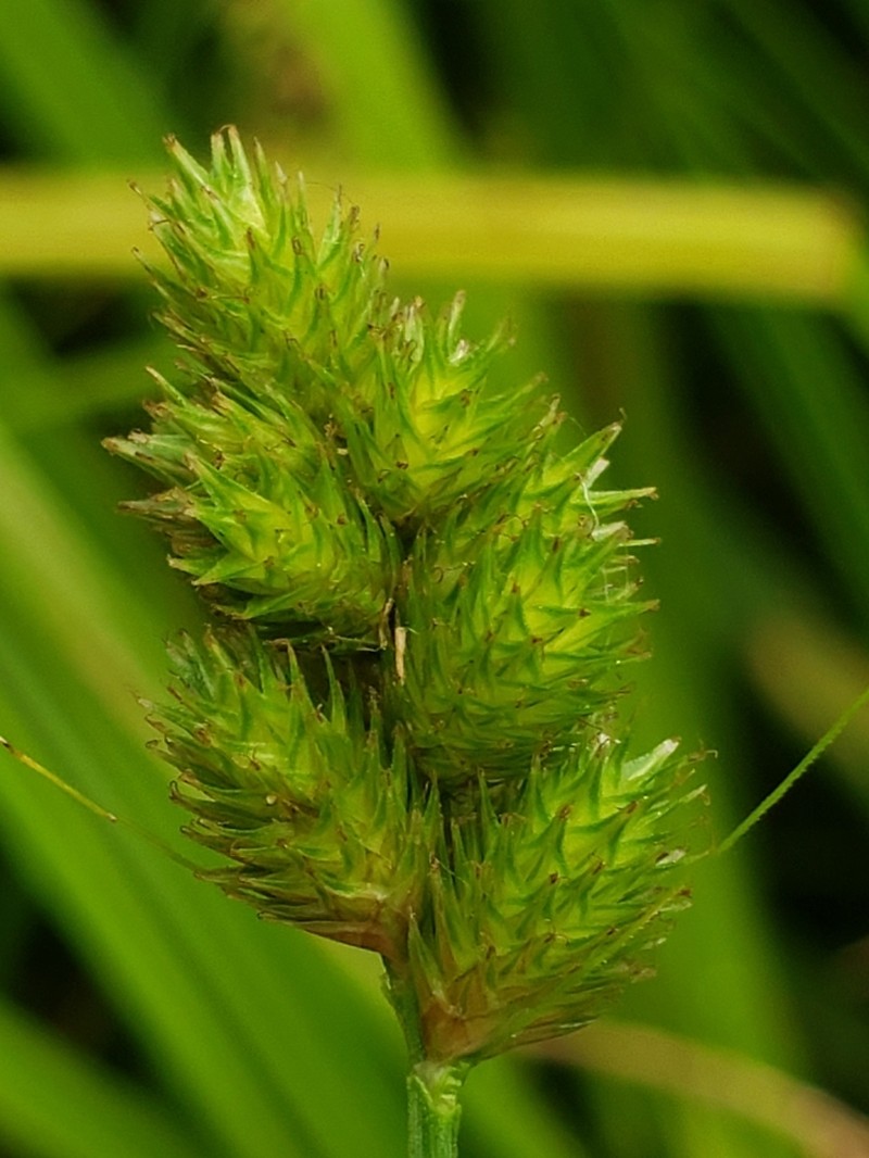 Bebb's Sedge photo 6