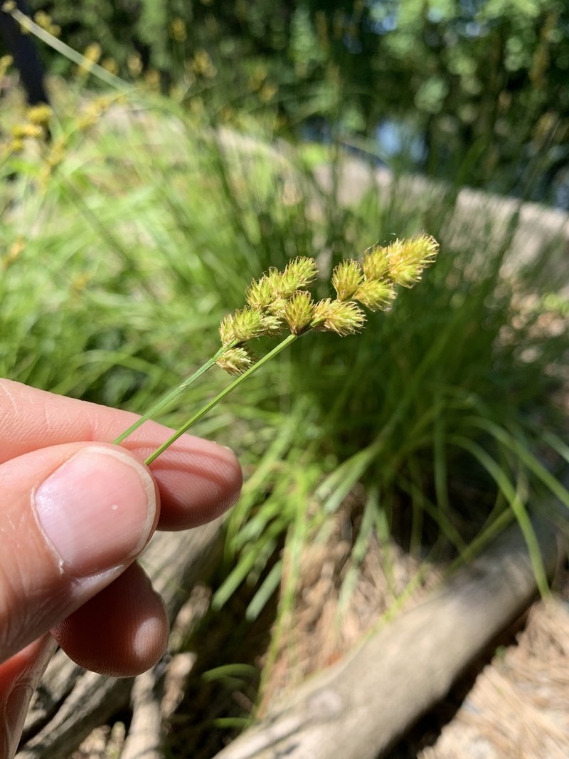 Bebb's Sedge photo 7