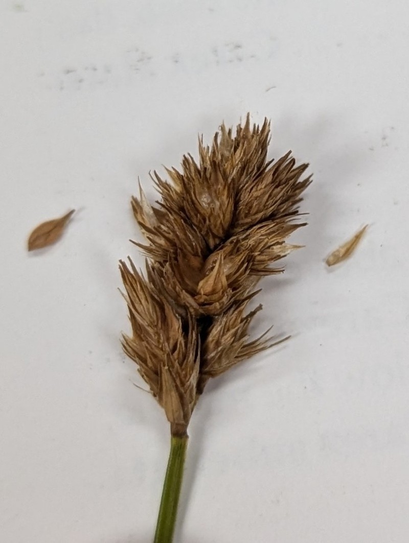 Bebb's Sedge photo 8