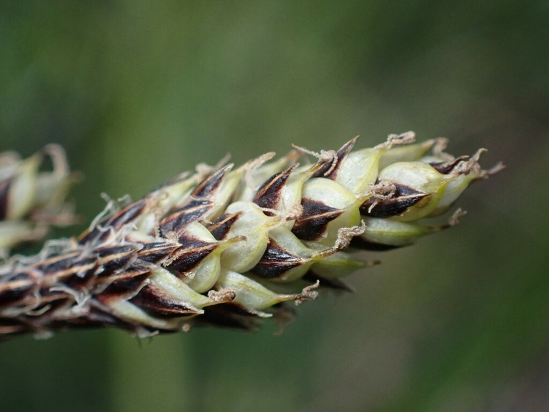 Southwestern Showy Sedge photo 2
