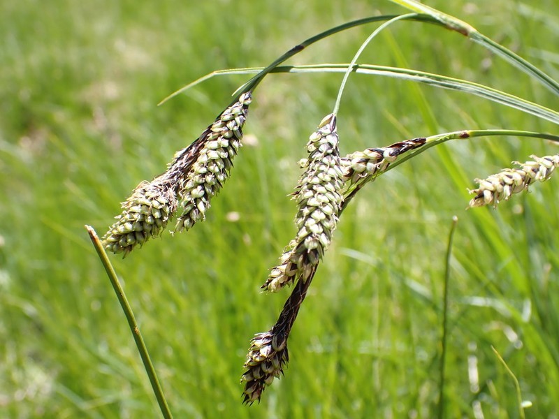 Southwestern Showy Sedge photo 3