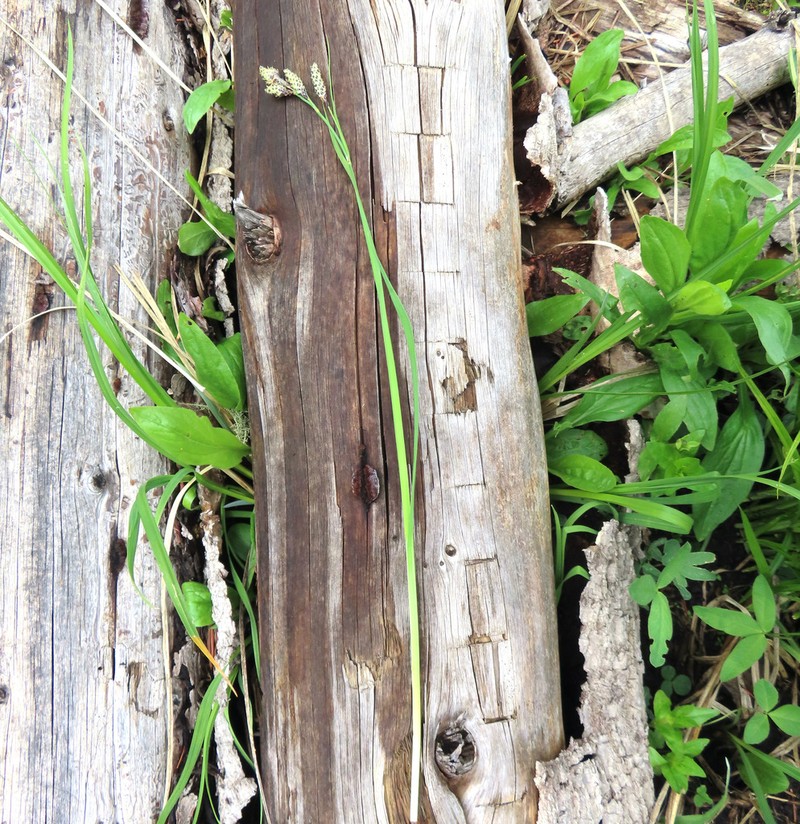 Southwestern Showy Sedge photo 4