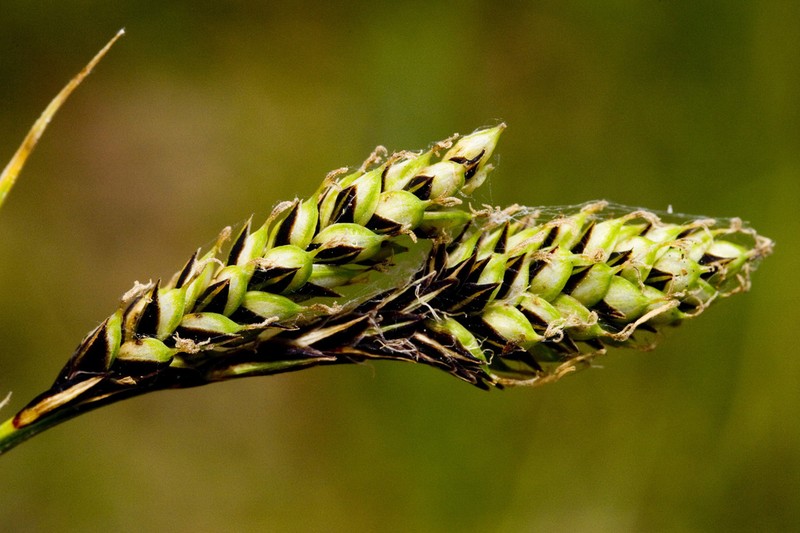 Southwestern Showy Sedge photo 5