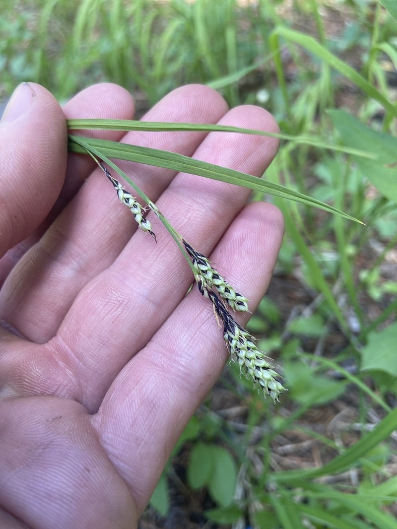 Southwestern Showy Sedge photo 6