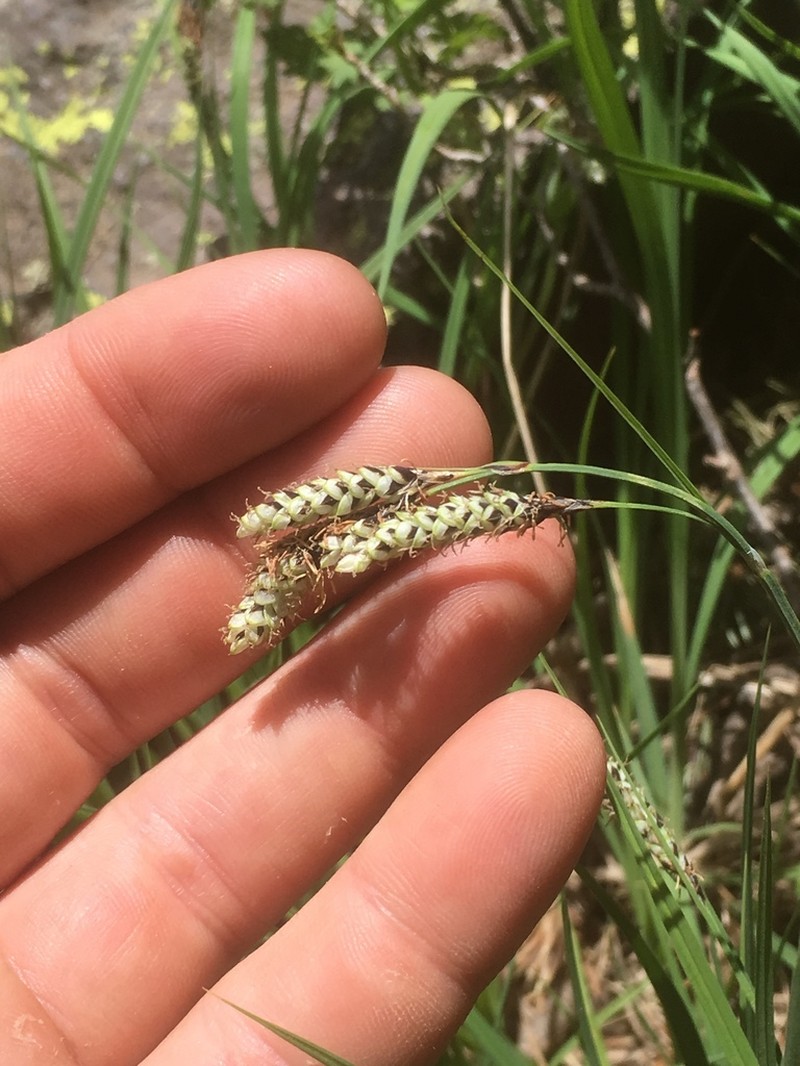 Southwestern Showy Sedge photo 7