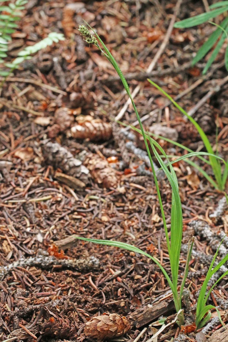Southwestern Showy Sedge photo 8