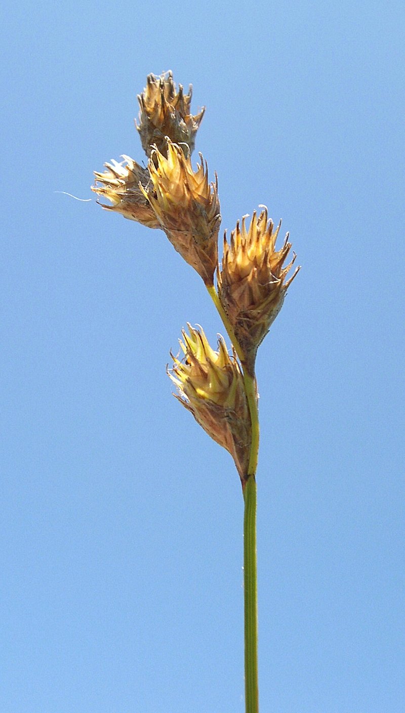 Bicknell's Sedge