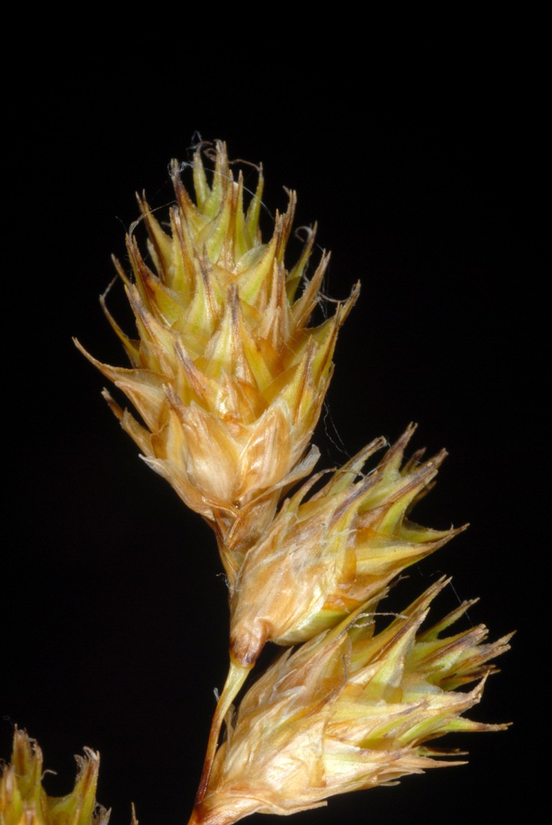 Bicknell's Sedge photo 3