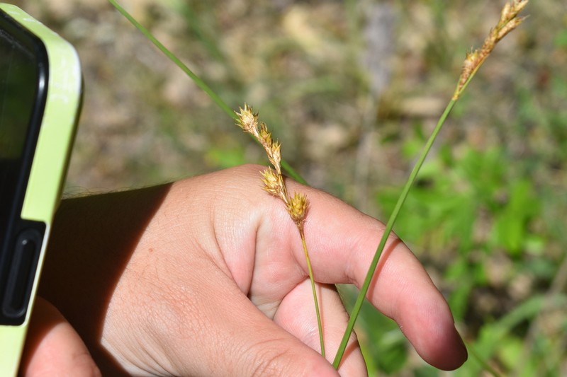 Bicknell's Sedge photo 4