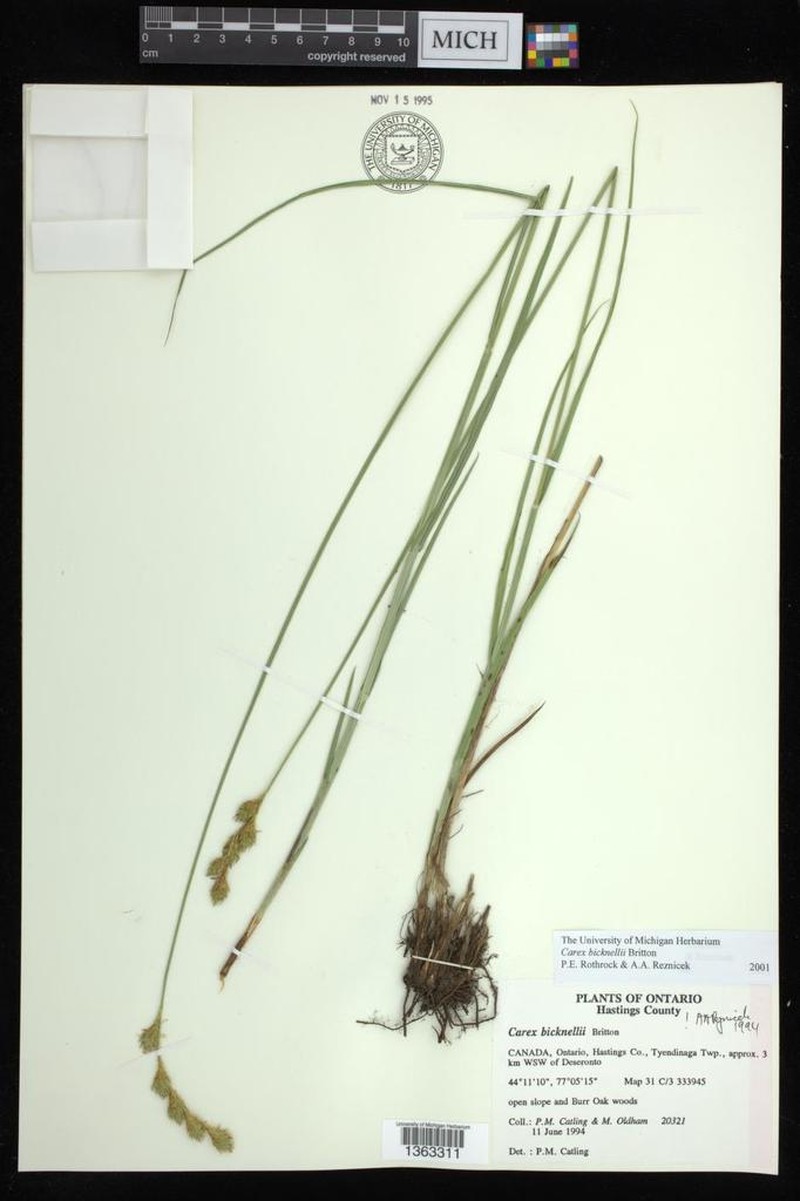 Bicknell's Sedge photo 5