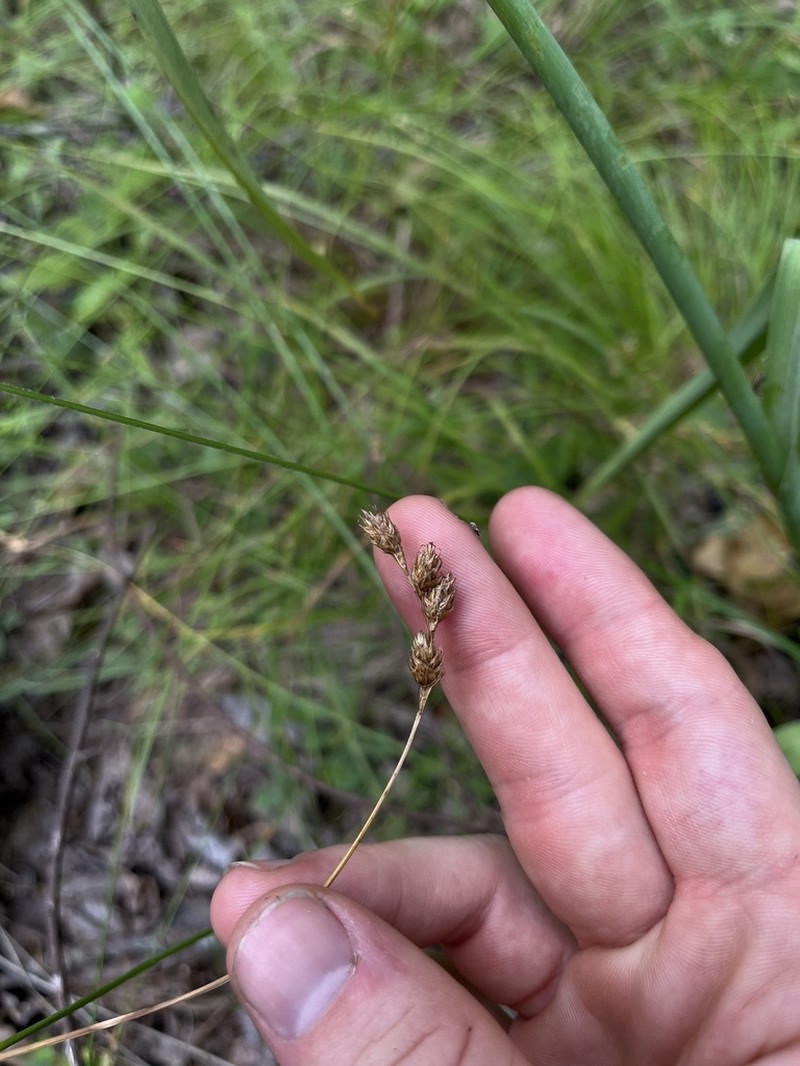 Bicknell's Sedge photo 6