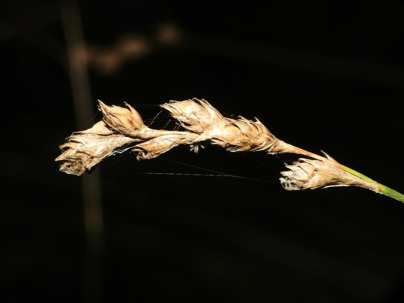 Bicknell's Sedge photo 7