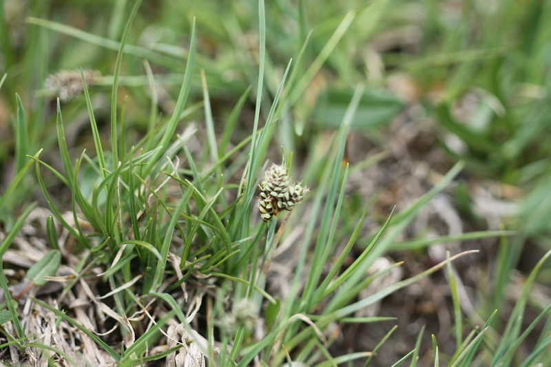 Twocolor Sedge photo 3