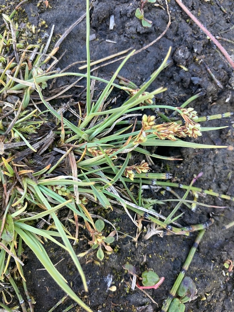 Twocolor Sedge photo 4