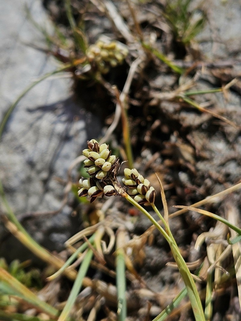 Twocolor Sedge photo 5