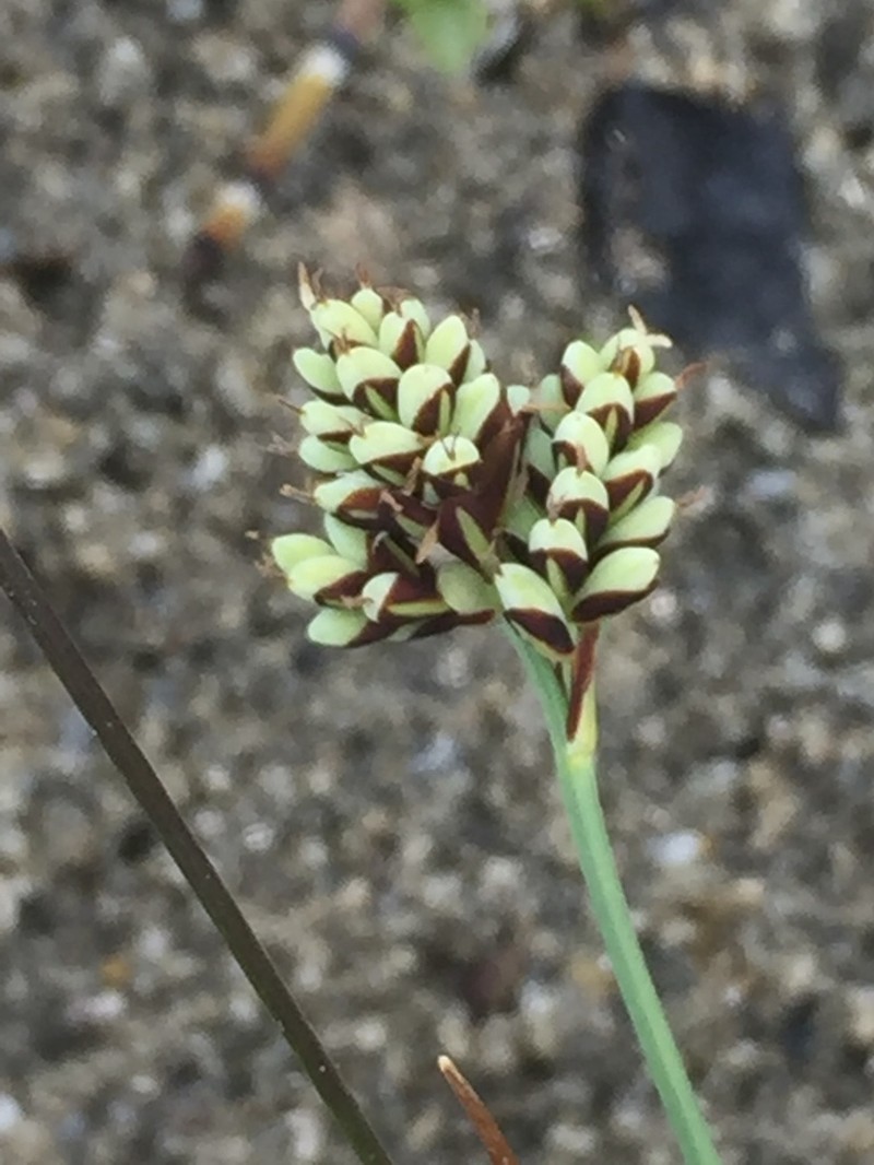 Twocolor Sedge photo 6