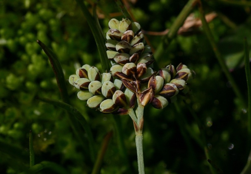 Twocolor Sedge photo 7