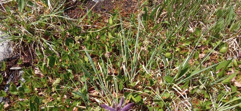 Twocolor Sedge photo 8