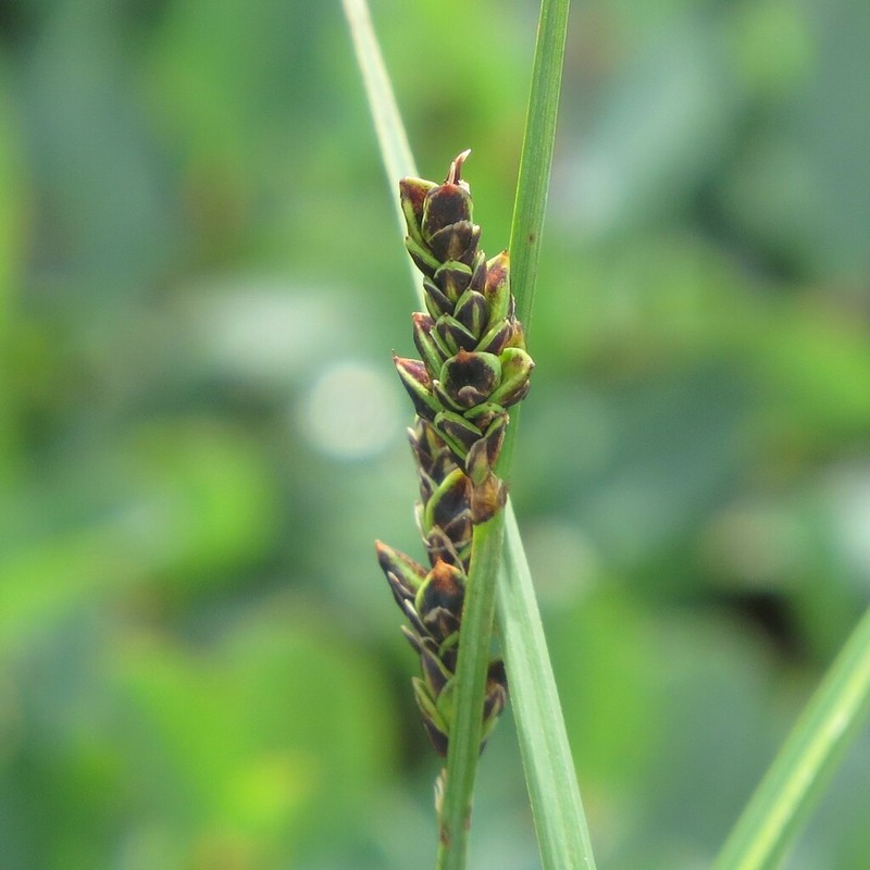 Bigelow's Sedge photo 2